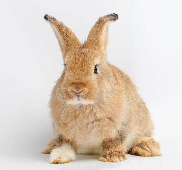 Söt Liten Brun Kanin Vit Bakgrund Begreppet Däggdjur Och Påsk — Stockfoto