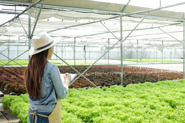 Jóvenes Empresarios Asiáticos Cultivan Verduras Ecológicas Para Exportar Extranjero Ella —  Fotos de Stock