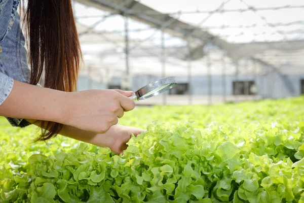 Női Gazdák Nagyítót Tartanak Hogy Rovarokat Találjanak Ellenőrizzék Zöldségek Minőségét — Stock Fotó