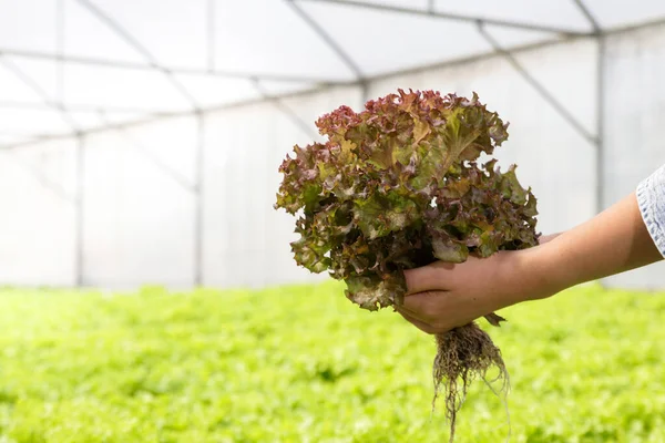 Női Gazdák Organikus Saláta Zöldségeket Tartanak Üvegházban Hidroponikus Rendszerekkel Termesztett — Stock Fotó