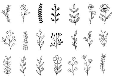 Orman eğreltiotu okaliptüsleri, sanat yaprakları, doğal bitkiler. Dekoratif güzellik tasarım için zarif bir illüstrasyon el çizimi çiçek