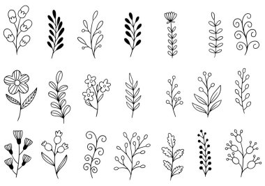 Orman eğreltiotu okaliptüsleri, sanat yaprakları, doğal bitkiler. Dekoratif güzellik tasarım için zarif bir illüstrasyon el çizimi çiçek