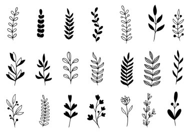 Orman eğreltiotu okaliptüsleri, sanat yaprakları, doğal bitkiler. Dekoratif güzellik tasarım için zarif bir illüstrasyon el çizimi çiçek