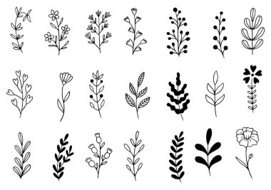 Orman eğreltiotu okaliptüsleri, sanat yaprakları, doğal bitkiler. Dekoratif güzellik tasarım için zarif bir illüstrasyon el çizimi çiçek