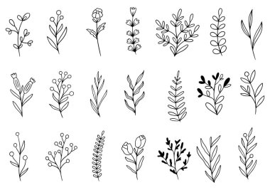 Orman eğreltiotu okaliptüsleri, sanat yaprakları, doğal bitkiler. Dekoratif güzellik tasarım için zarif bir illüstrasyon el çizimi çiçek