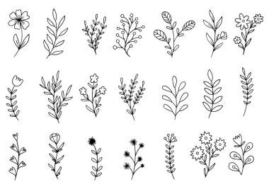 Orman eğreltiotu okaliptüsleri, sanat yaprakları, doğal bitkiler. Dekoratif güzellik tasarım için zarif bir illüstrasyon el çizimi çiçek