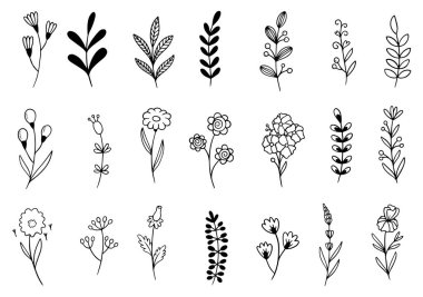 Orman eğreltiotu okaliptüsleri, sanat yaprakları, doğal bitkiler. Dekoratif güzellik tasarım için zarif bir illüstrasyon el çizimi çiçek