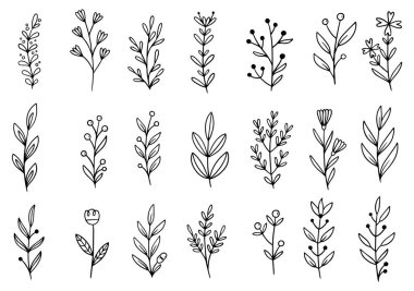 Orman eğreltiotu okaliptüsleri, sanat yaprakları, doğal bitkiler. Dekoratif güzellik tasarım için zarif bir illüstrasyon el çizimi çiçek