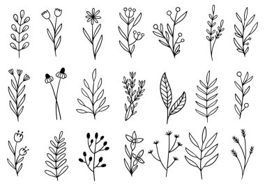 Orman eğreltiotu okaliptüsleri, sanat yaprakları, doğal bitkiler. Dekoratif güzellik tasarım için zarif bir illüstrasyon el çizimi çiçek