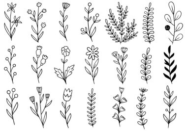 Orman eğreltiotu okaliptüsleri, sanat yaprakları, doğal bitkiler. Dekoratif güzellik tasarım için zarif bir illüstrasyon el çizimi çiçek