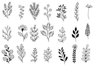 Orman eğreltiotu okaliptüsleri, sanat yaprakları, doğal bitkiler. Dekoratif güzellik tasarım için zarif bir illüstrasyon el çizimi çiçek