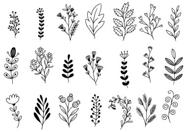 Orman eğreltiotu okaliptüsleri, sanat yaprakları, doğal bitkiler. Dekoratif güzellik tasarım için zarif bir illüstrasyon el çizimi çiçek