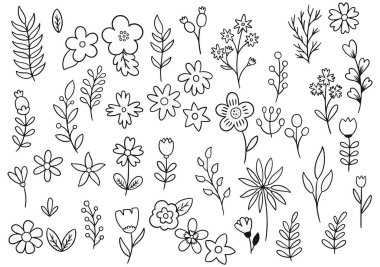 Orman eğreltiotu okaliptüsleri, sanat yaprakları, doğal bitkiler. Dekoratif güzellik tasarım için zarif bir illüstrasyon el çizimi çiçek