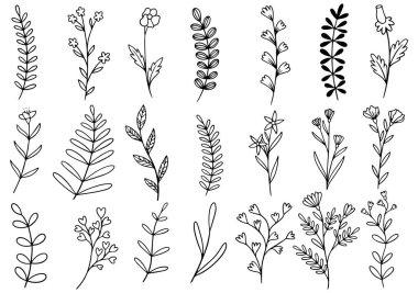 Orman eğreltiotu okaliptüsleri, sanat yaprakları, doğal bitkiler. Dekoratif güzellik tasarım için zarif bir illüstrasyon el çizimi çiçek