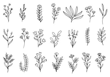 Orman eğreltiotu okaliptüsleri, sanat yaprakları, doğal bitkiler. Dekoratif güzellik tasarım için zarif bir illüstrasyon el çizimi çiçek