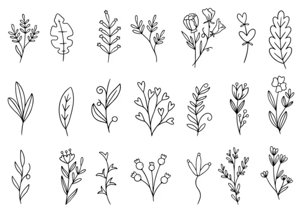 コレクション フォレスト フェルン ユーカリ アートの葉は線状にハーブを残します 手描きの花のための装飾的な美しさエレガントなイラスト — ストックベクタ