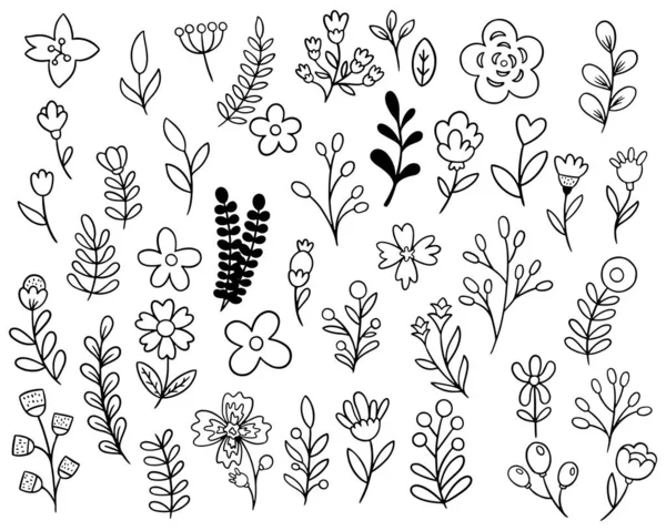 收集森林蕨类桉树艺术叶子天然叶子草本植物的线条风格 装饰美的典雅图解设计手工画花 — 图库矢量图片
