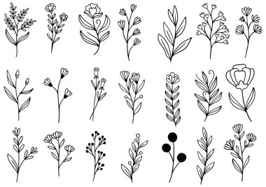 Orman eğreltiotu okaliptüsleri, sanat yaprakları, doğal bitkiler. Dekoratif güzellik tasarım için zarif bir illüstrasyon el çizimi çiçek