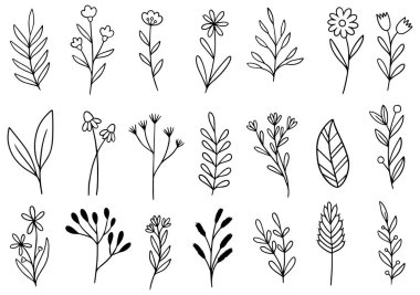 Orman eğreltiotu okaliptüsleri, sanat yaprakları, doğal bitkiler. Dekoratif güzellik tasarım için zarif bir illüstrasyon el çizimi çiçek