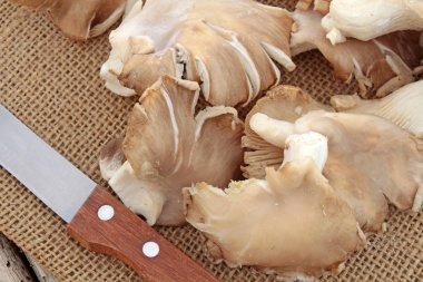 Beyaz arka planda istiridye mantarları