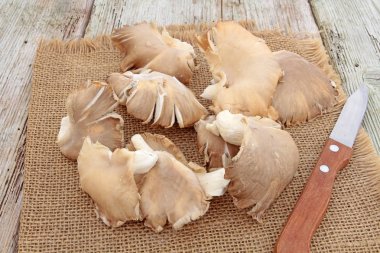 Beyaz arka planda istiridye mantarları