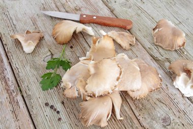 Beyaz arka planda istiridye mantarları