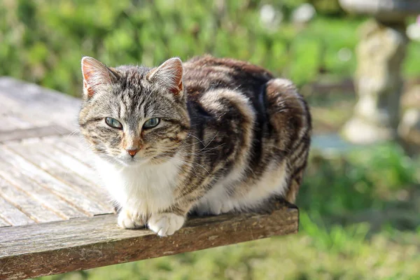 Tekir Kedi Bahçe Masasındaki Lense Bakıyor — Stok fotoğraf