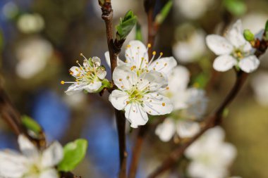 Bir dalda küçük beyaz çiçekler