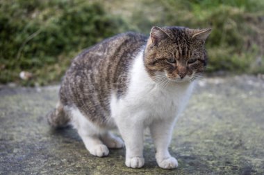 Gri ve beyaz kedi açık havada