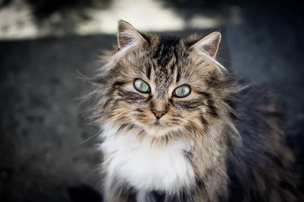 Retrato Gato Pelo Largo — Foto de Stock