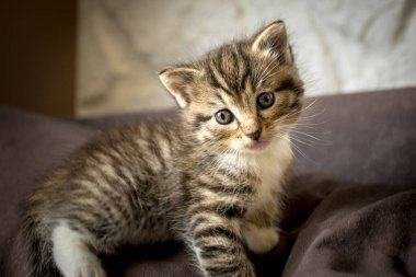 Kanepedeki küçük kedi