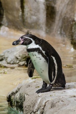 Hayvanat bahçesindeki penguen