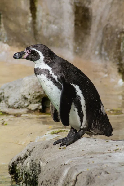 Пингвин Своем Вольере Зоопарка — стоковое фото