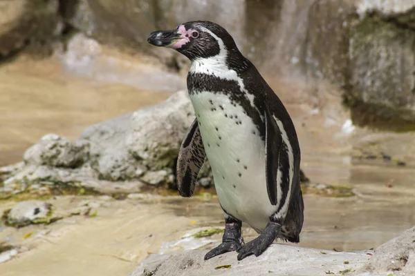 Pinguin Seinem Zoo Gehege — Stockfoto