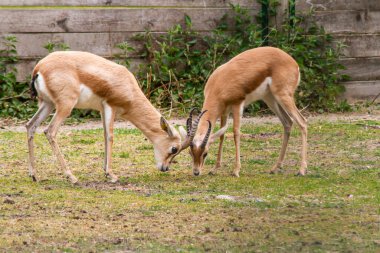 Bir hayvan parkında antiloplar