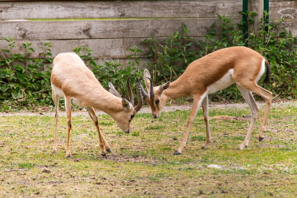 antelopes in an animal park