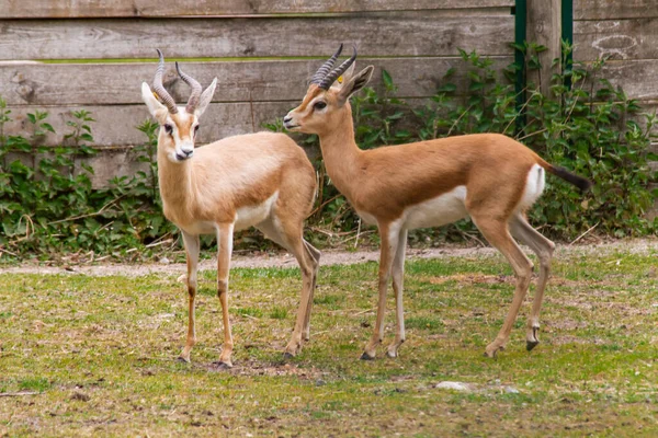Antilopes Dans Parc Animalier — Photo
