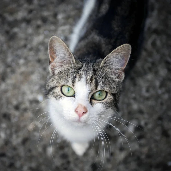 Retrato Gato Blanco Negro — Foto de Stock