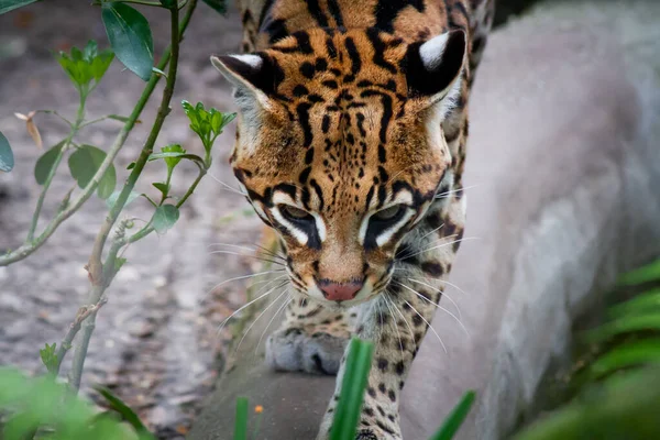 Ocelot Parku Dla Zwierząt — Zdjęcie stockowe