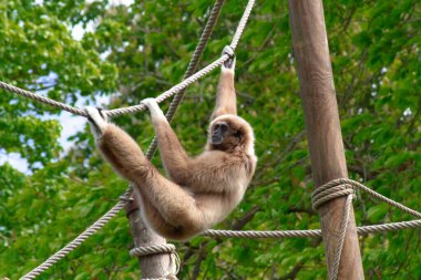 Hayvan parkındaki bir maymuna