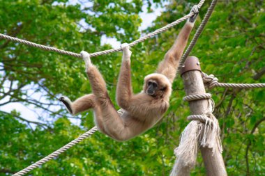 Hayvan parkındaki bir maymuna