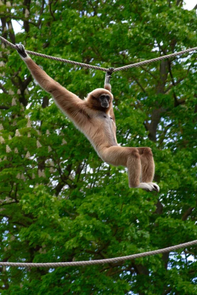 Scimmia Gibbon Parco Animale — Foto Stock