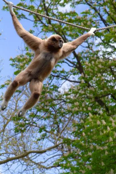 Mono Gibón Parque Animales —  Fotos de Stock