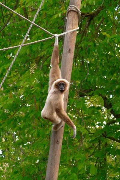 Scimmia Gibbon Parco Animale — Foto Stock