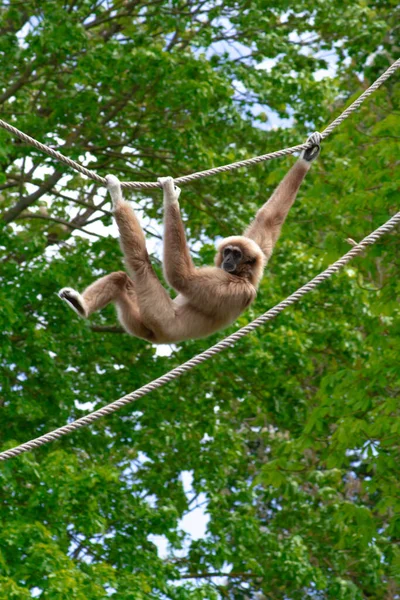 Scimmia Gibbon Parco Animale — Foto Stock