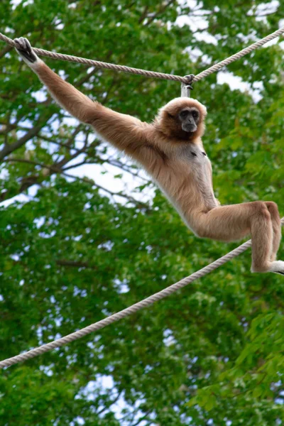 Scimmia Gibbon Parco Animale — Foto Stock