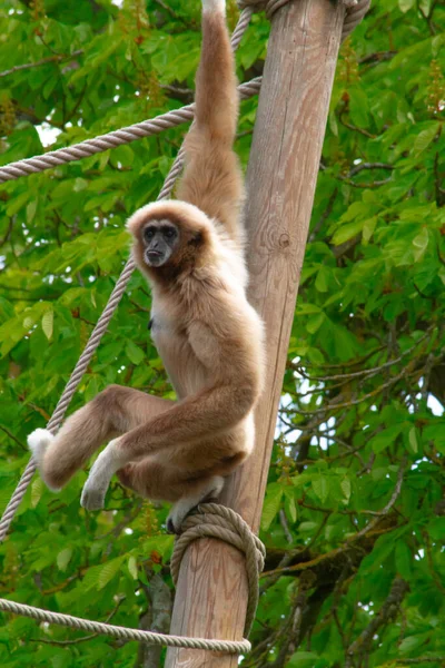 Scimmia Gibbon Parco Animale — Foto Stock