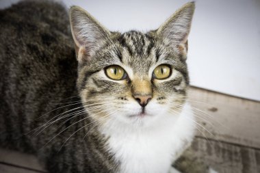 Tahtadaki yavru kedi