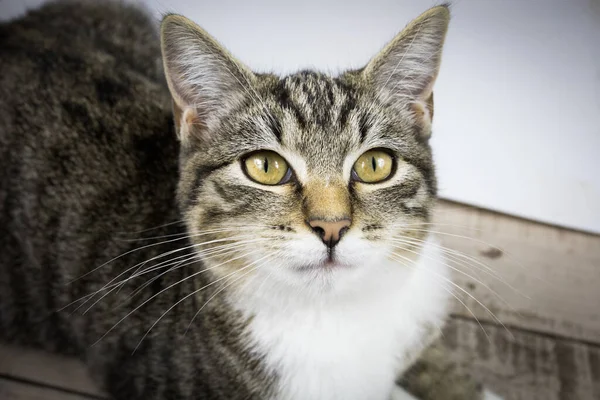 Gato Bebé Una Tabla Madera — Foto de Stock