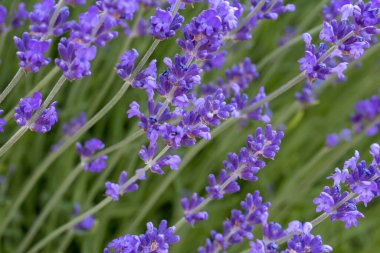 Bir tarlada lavanta tarlaları